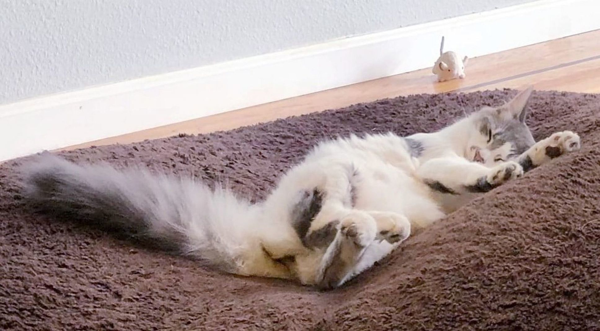 Adopt a Pet | Millie